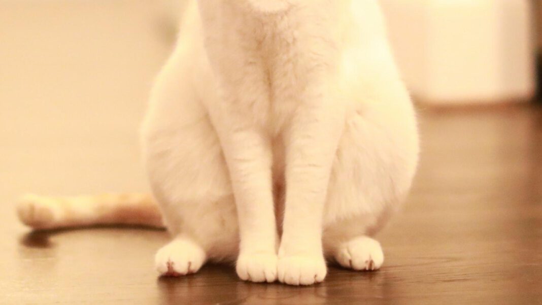 Saving Hope: A Haven for Rescued Animals