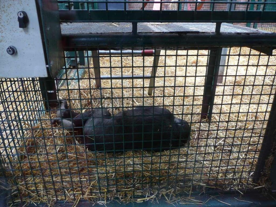 Discover Old Drum Animal Shelter: A Safe Haven for Pets