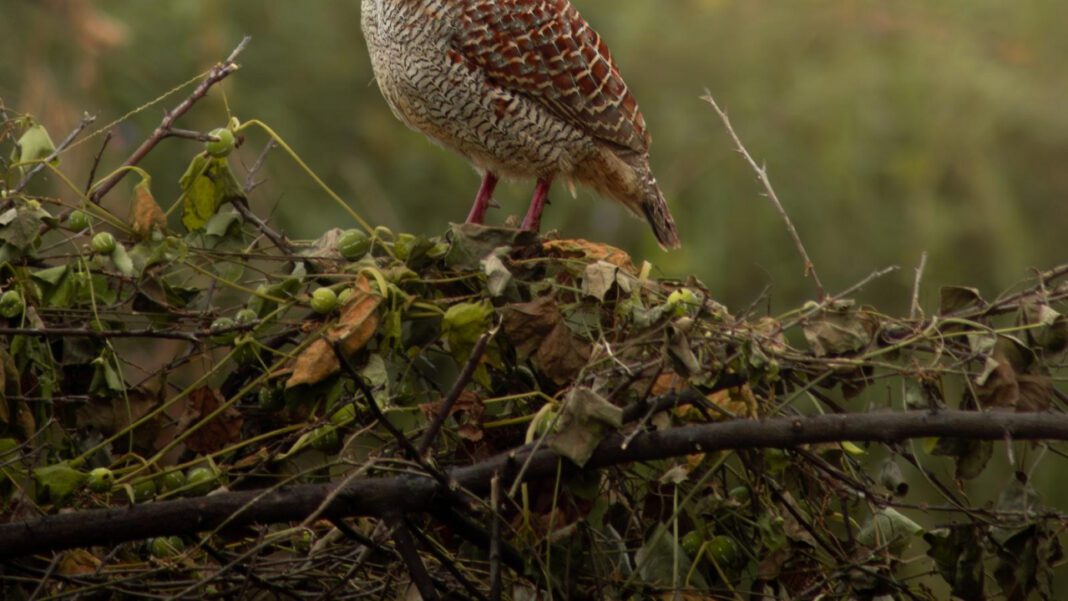 Environmental Advocacy: Learn about Earthjustice