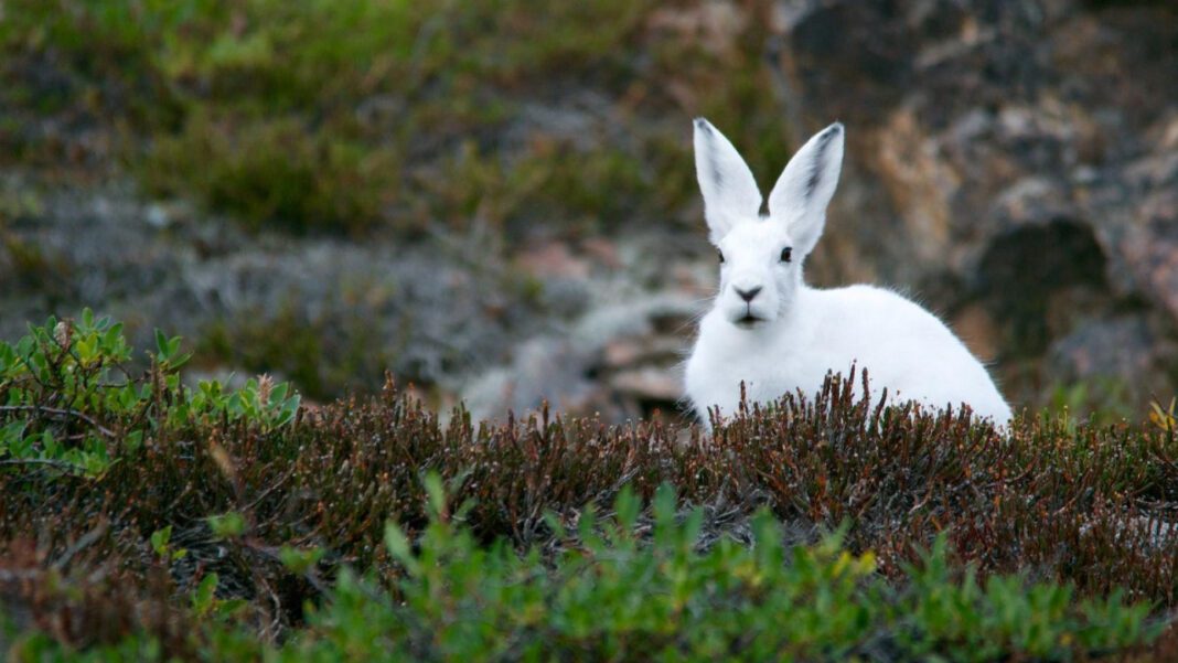 Promise Animal League: Uniting Fur-Ever Friends