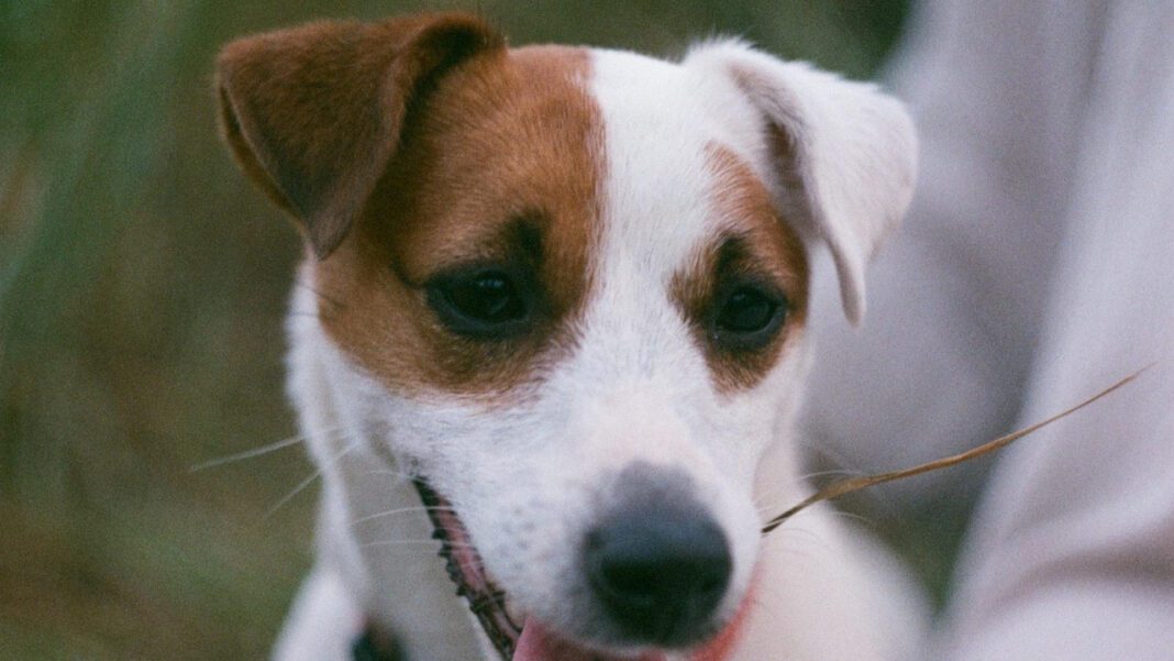 Adopt a Pet: SpokAnimal’s Adoption Guide