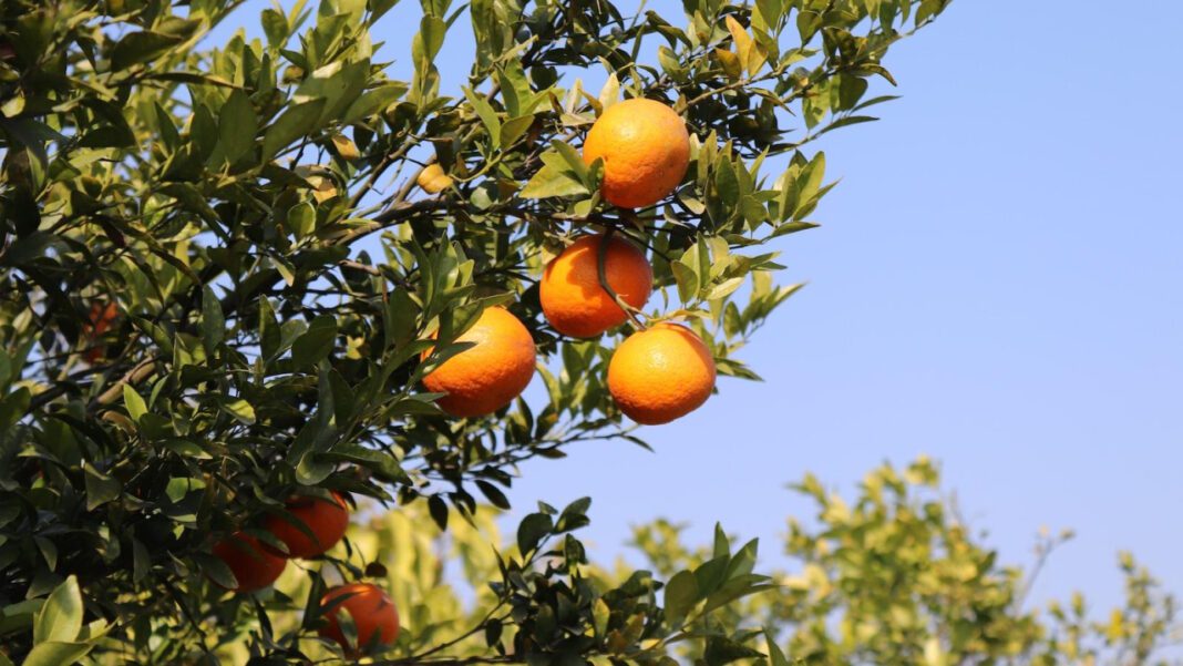 United Fresh Produce Assoc: Industry Innovators
