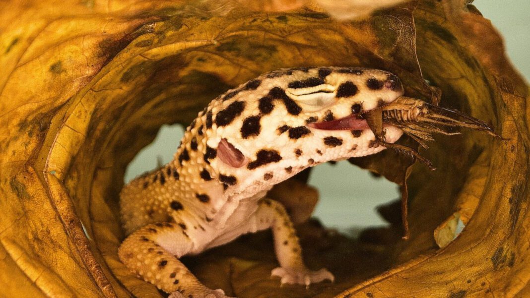 The TCL Cricket League: History, Format, and Teams Explained