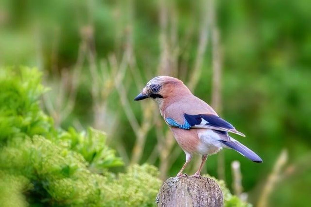 Exploring the Hopeful World of Jays: A Comprehensive Guide