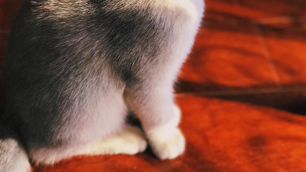 Explore Kittyland: The Ultimate Cat Lover’s Paradise