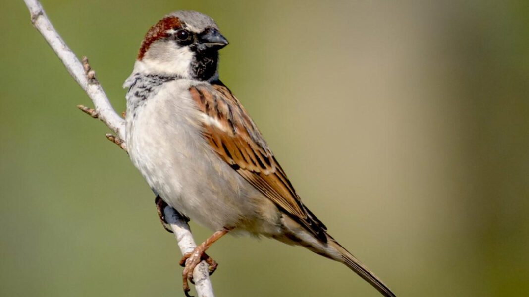 Discover the Intricacies of Sparrows’ Nest Building