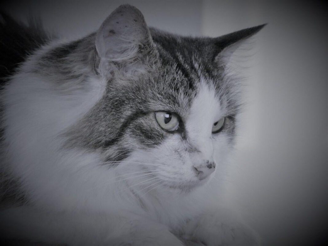 Posh Pets Rescue: Saving and Rehabilitating Animals in Need