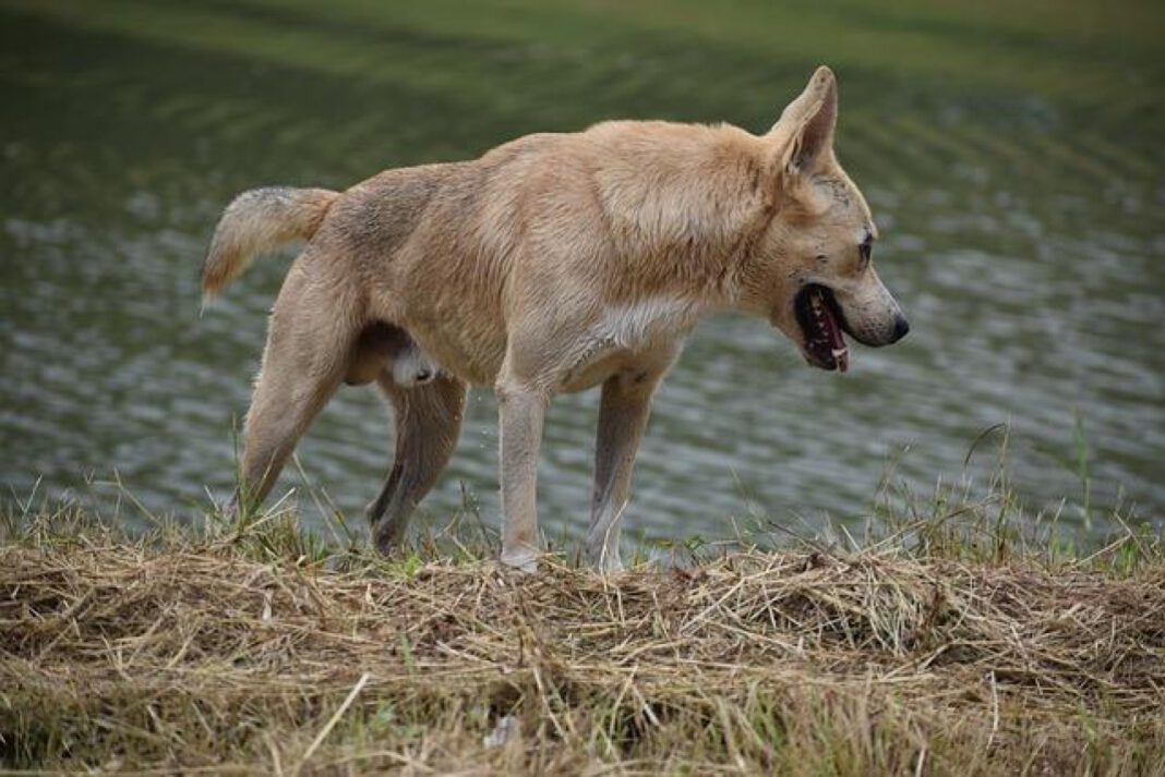 Exploring the Concept of a Perfect Earth: A Detailed Analysis