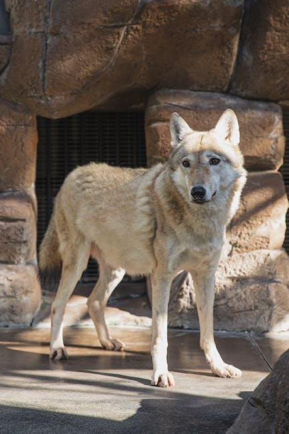 Discover the Wonders of Animal Ark Reno Sanctuary
