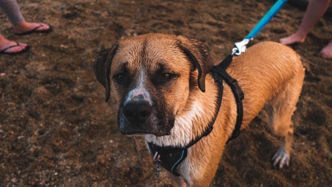 Halfway Home: The Heart of Animal Rescue