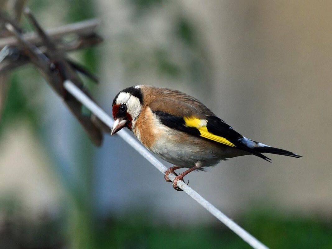 Escape to North Fork Resort: Your Perfect Getaway