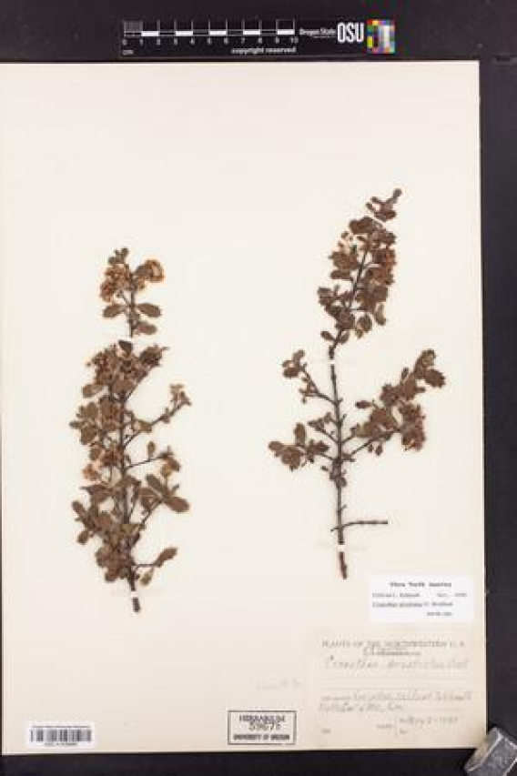 Exploring Linebaugh Library: Services, Events, & More