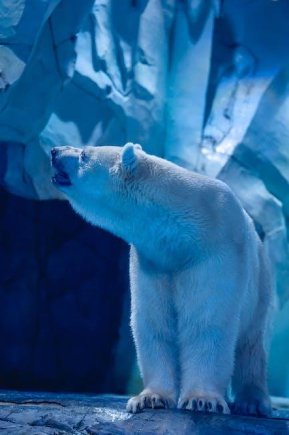 Discover Animal Ark Reno: A Haven for Wildlife
