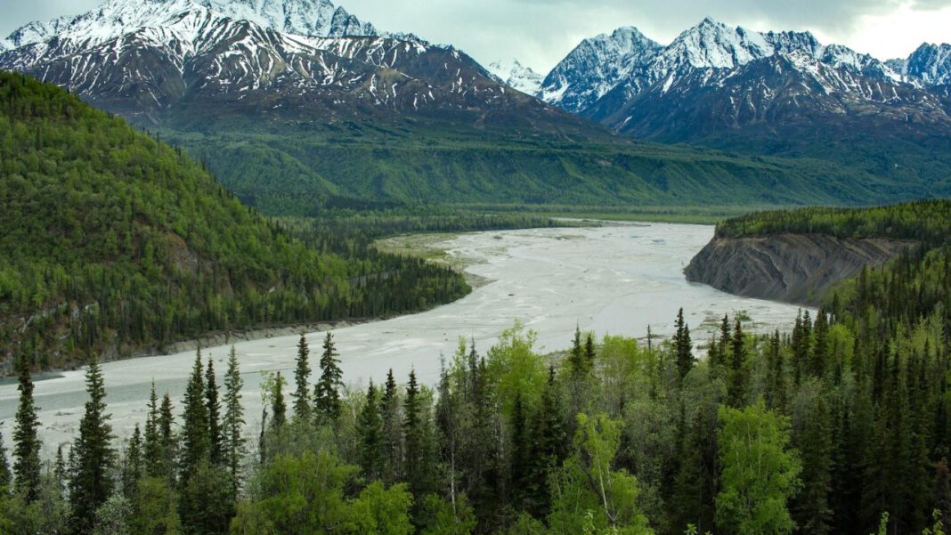 Kodiak Kana: The Ultimate Guide to Alaska’s Bear