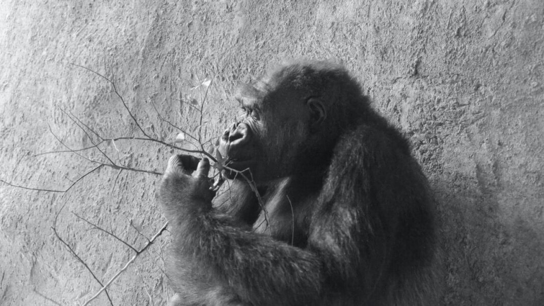 Ultimate Guide to Fort Worth Livestock Show