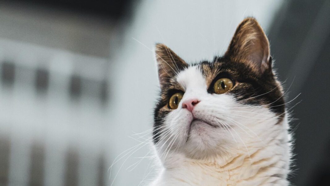 Adopt a Maine Coon: Rescue a Gentle Giant Today