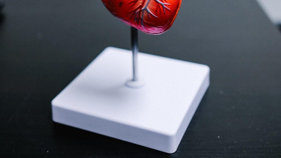 Expert Cardiology Care at North Shore: Your Heart’s Health