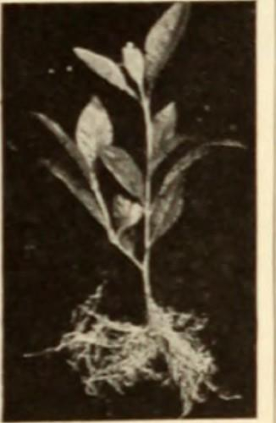 Rootone: The Ultimate Plant Growth Hormone Guide