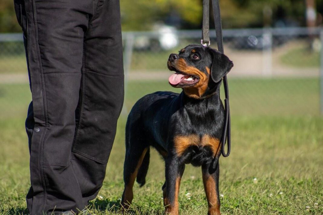 Contact American Kennel Club: Phone Number Guide