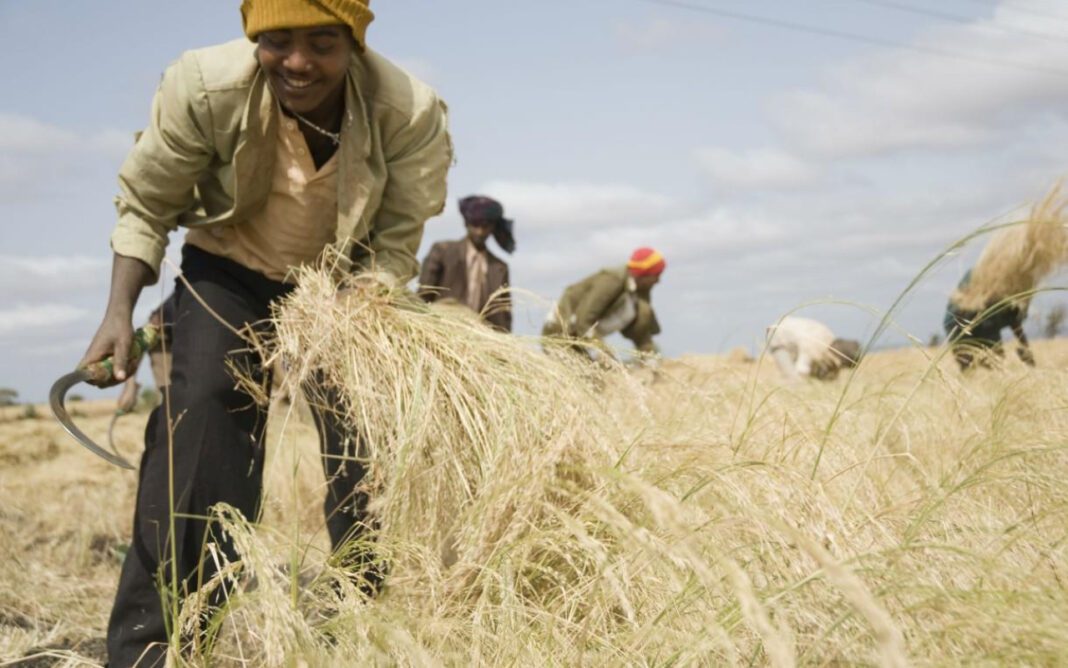 Discover the Impact of Harvest Time International
