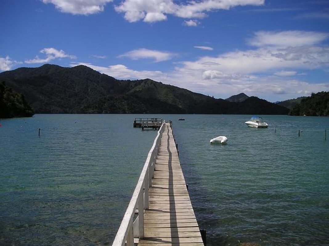 South Charlotte Dog Rescue: Saving Lives Daily