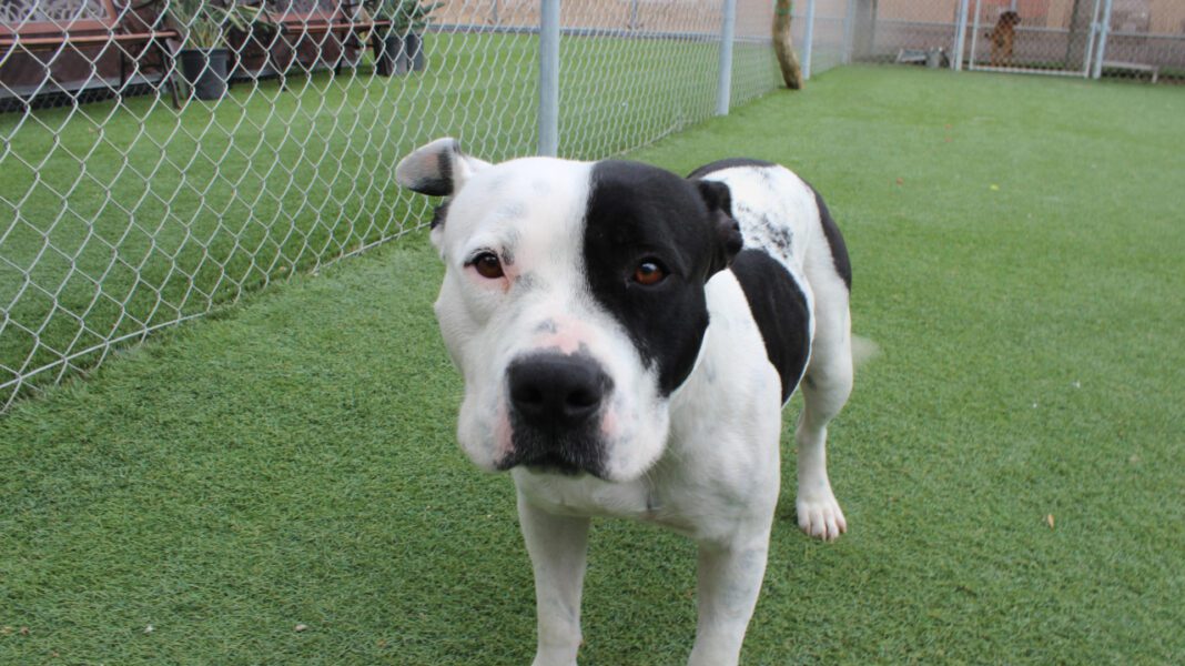 Sparc Santa Paula: A Comprehensive Guide to California’s Premier Cannabis Dispensary