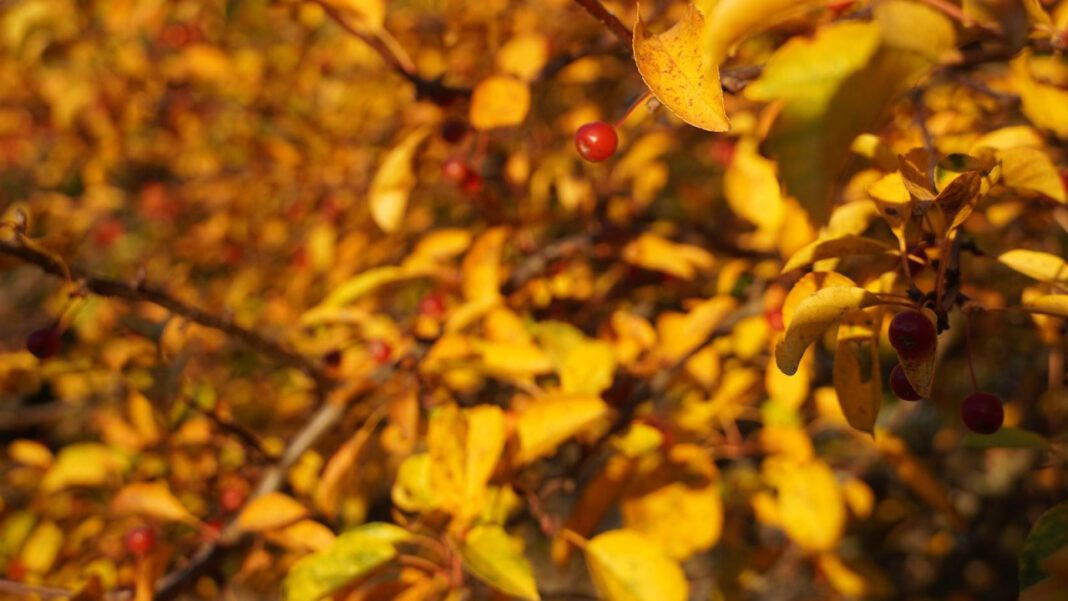 Exploring the Diocese of Winona-Rochester: History, Facts, and More