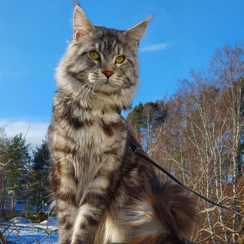Saving Maine Coons: The Ultimate Guide to Rescue