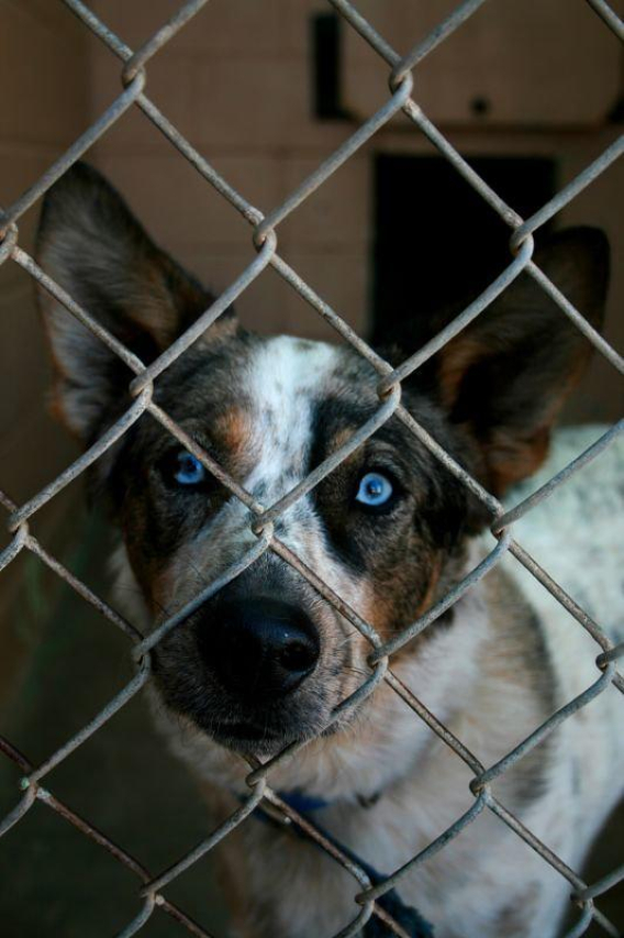 Discover the Wichita Falls Humane Society