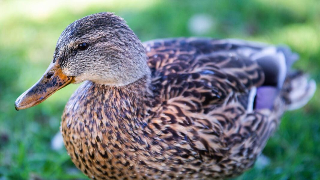 Discover Winona’s Literary Haven: Public Library Gems