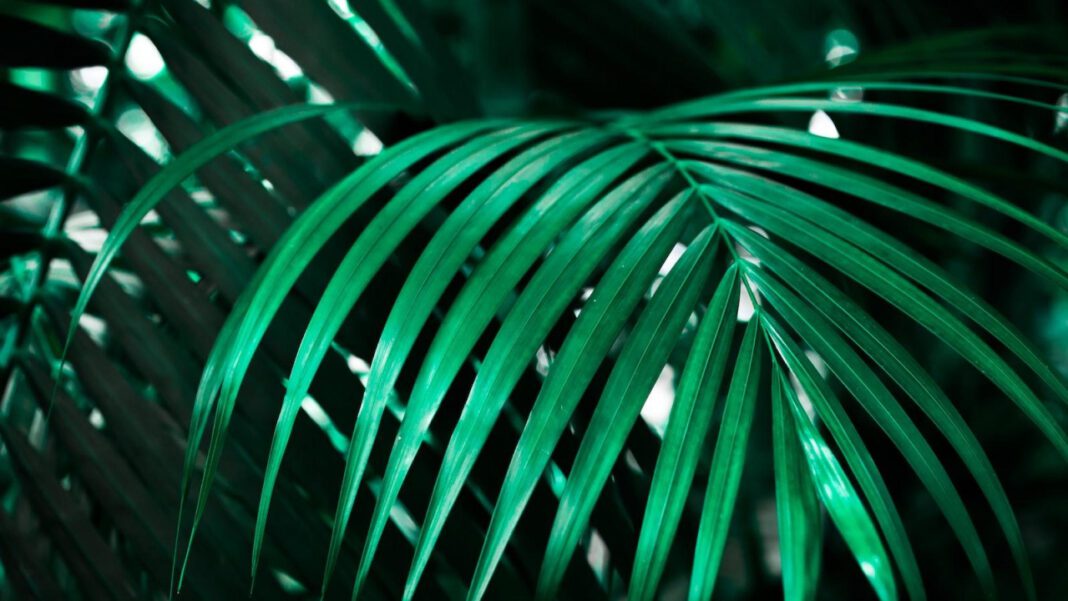 Mead Botanical Garden: A Natural Oasis Awaits