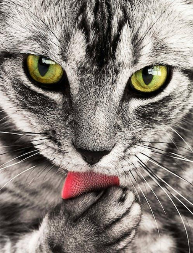 Paw Printz: Cherished Memories with Furry Friends