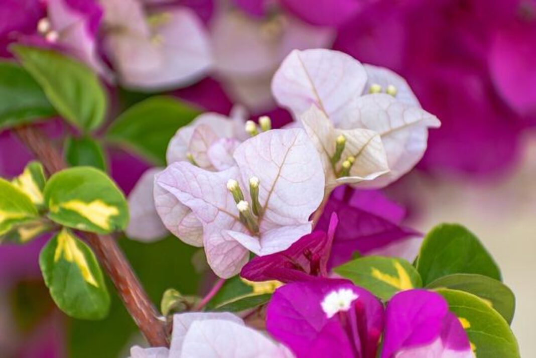 Embrace the Beauty of Bougainvillea in Your Garden