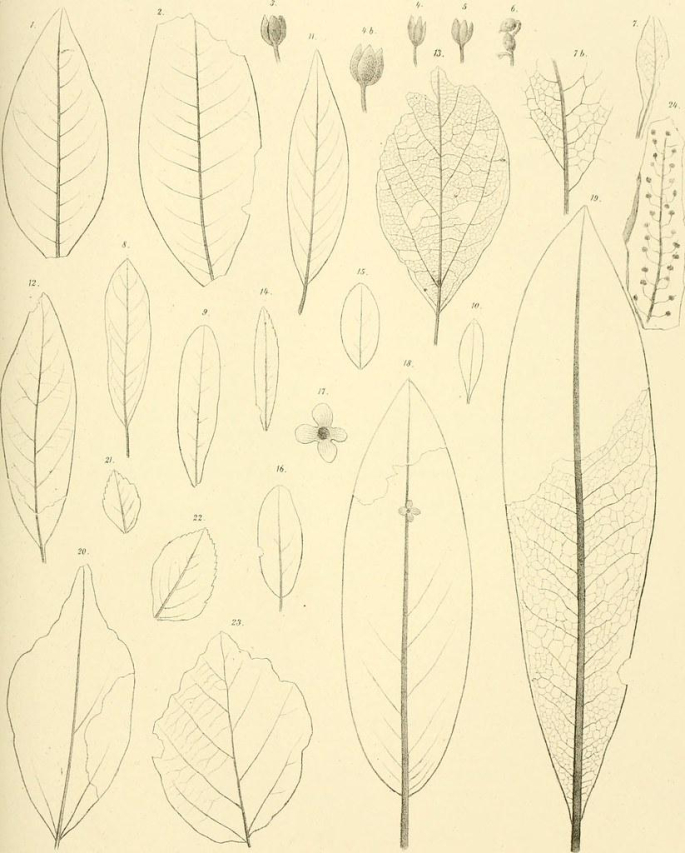 Unlocking the Power of MMRI in Modern Healthcare