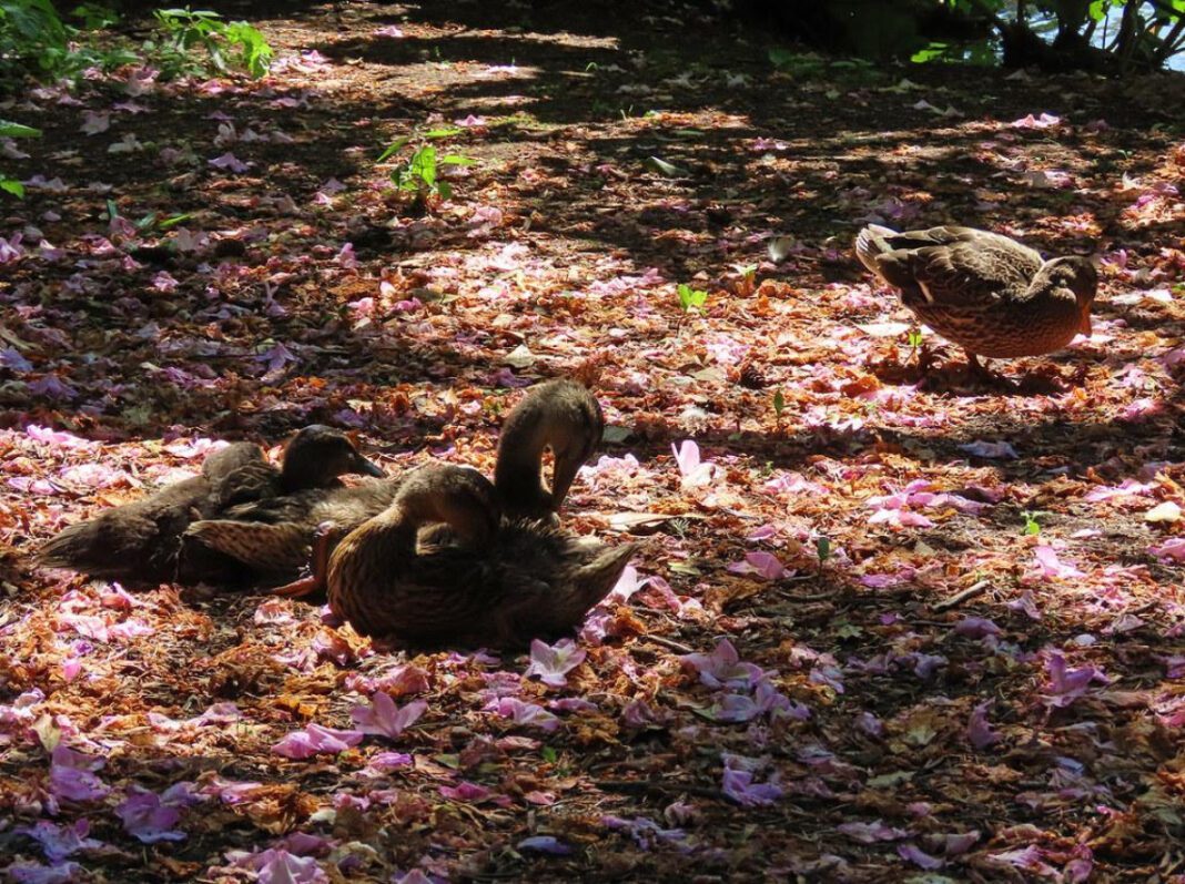 Mother Waddles: A Legacy of Love and Charity