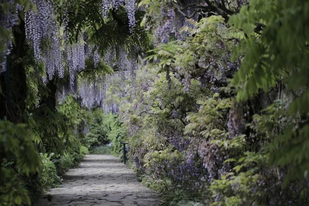Enchanting Wisteria Gardens: A Dreamy Escape