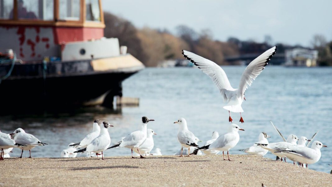 Unlock the Secrets of Robert Hampton’s Success!