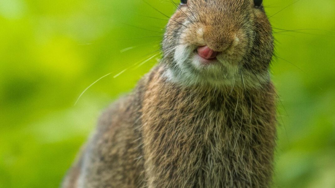 Mini Satin Rabbit: The Ultimate Guide to Petite Perfection