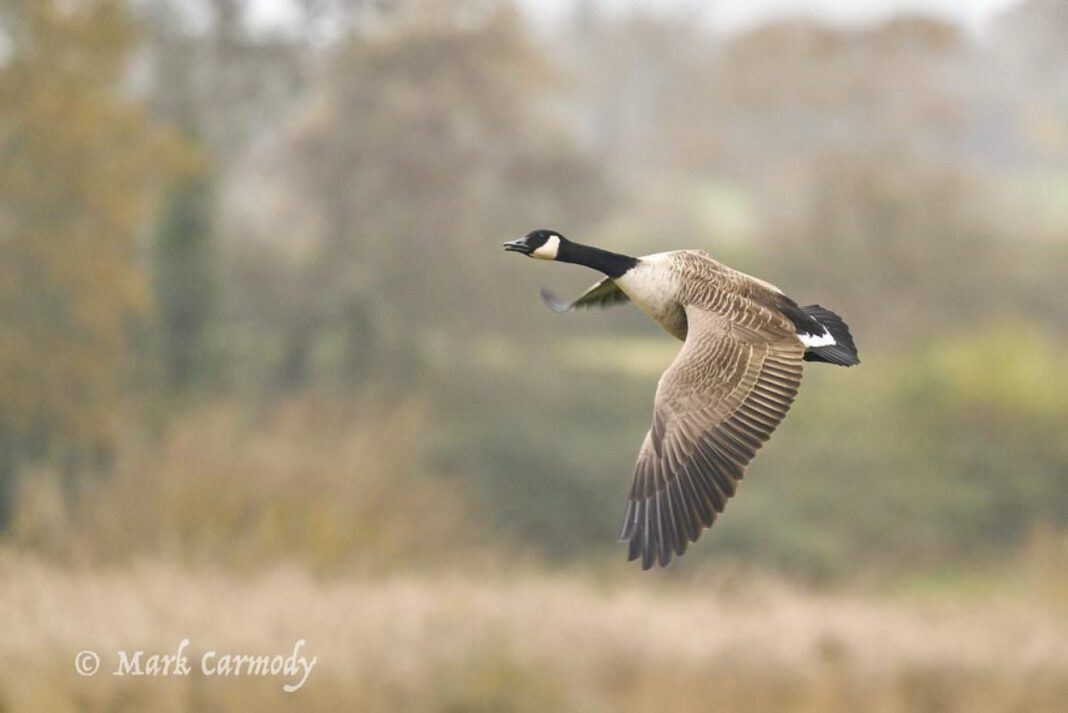 Urban Explorers: The Rise of New City Kids