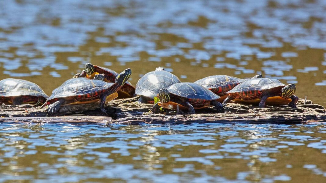 Unlock the Secrets of Connecticut Entity Search Now!