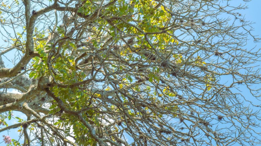 Explore the Evolution of Timeline Theater