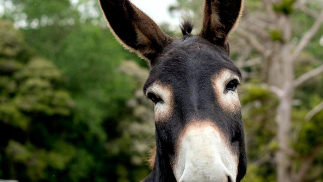 The Fascinating History of Burro: A Remarkable Animal