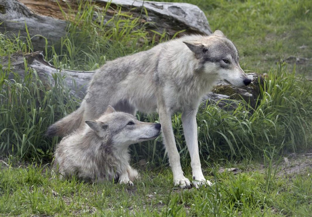 Wolf Conservation Center NY: Protecting Wolves