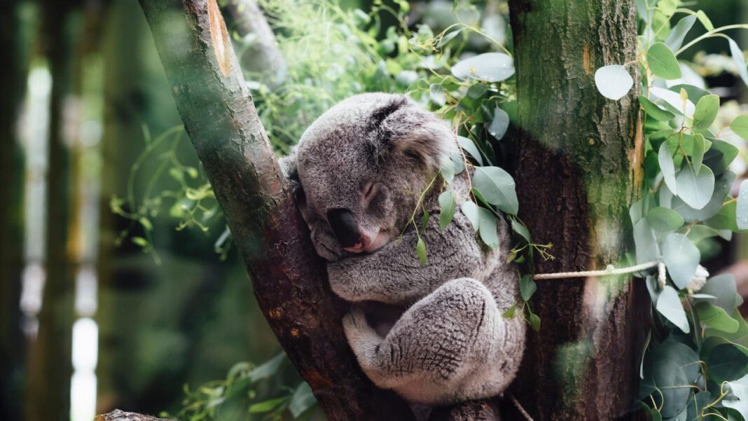 Discover the History of Livingston County Animal Shelter