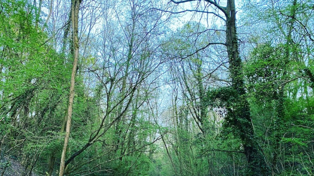 Exploring the Beauty of Copses: A Guide to Forests