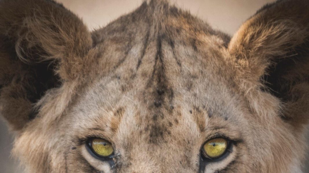 Exploring the Wonders of Serengeti Springs: A Natural Oasis