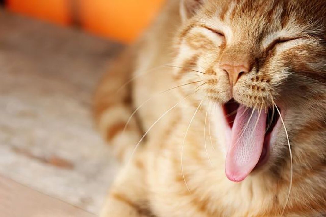 Discover the Adorable World of Darbster Kitty