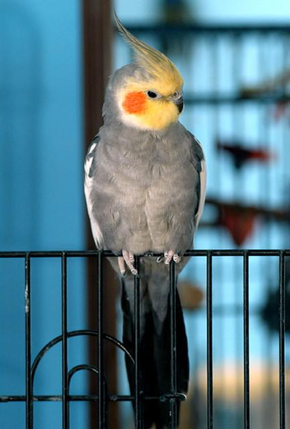 The Humane Society of New York: Providing Compassionate Care