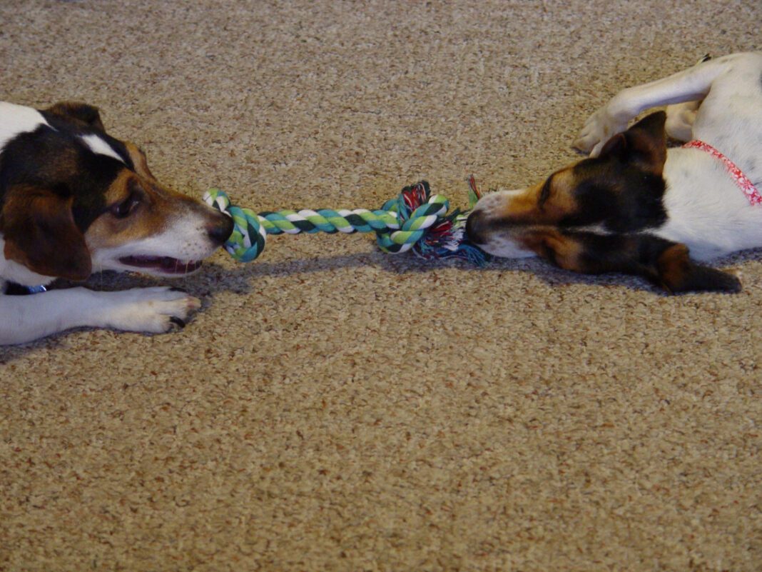 Support the Parkersburg Humane Society: Saving Lives, One Animal at a Time