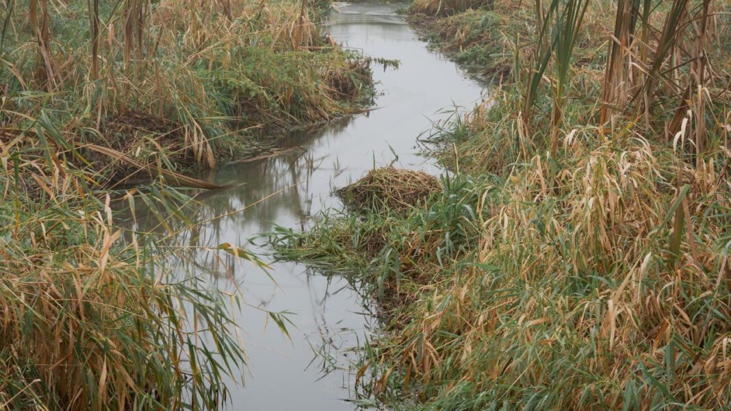 Discover the Beauty of Magee Marsh: A Birding Paradise